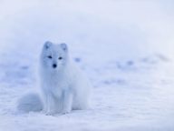 Es Greenland Mencair: Ancaman ‘Api Es’ Metana di Bawah Laut